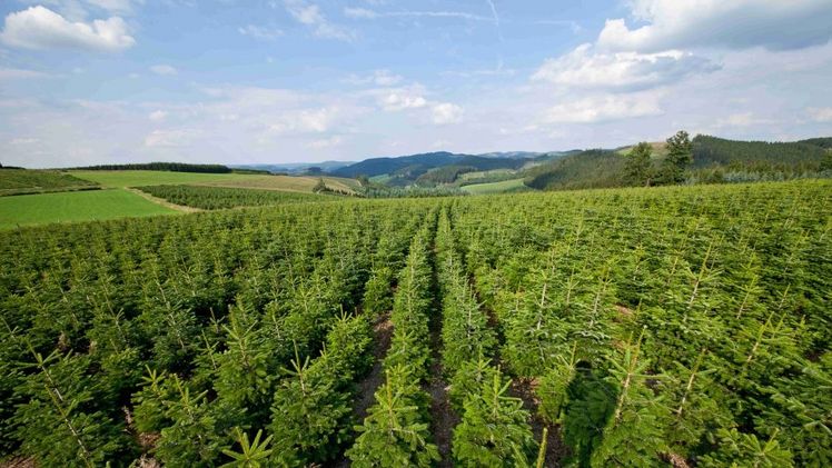 Nadelholzkultur im Sauerland. Bild: Fachgruppe Weihnachtsbaumerzeuger im Landesverband Gartenbau NRW.