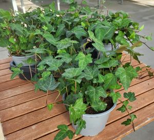 13er Topf Efeu Hedera zu verkaufen (Anzeige)