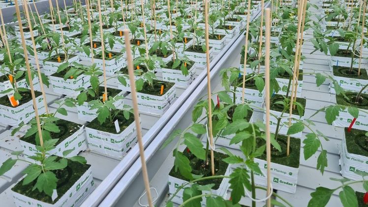 Harmoniz macht Lust auf mehr. Bild: Harmoniz Seeds.