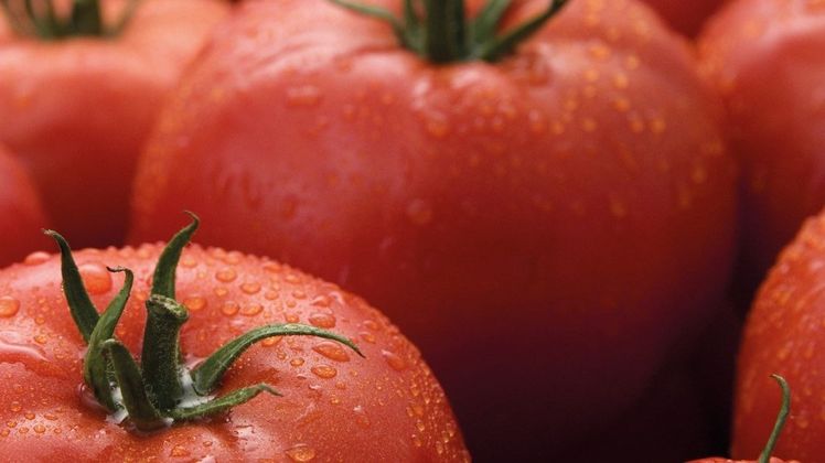 Die neue kommerzielle Tomatensorte mit ToBRFV-Resistenz soll Anfang 2021 angeboten werden. Bild: Syngenta.