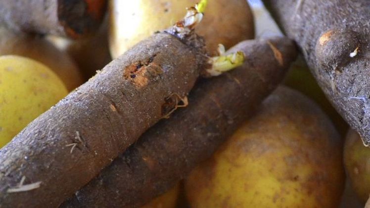 In der Schweiz wurden letztes Jahr rund 70 Tonnen Schwarzwurzeln geerntet, weitere 30 Tonnen kamen aus dem Ausland. Bild:pd.