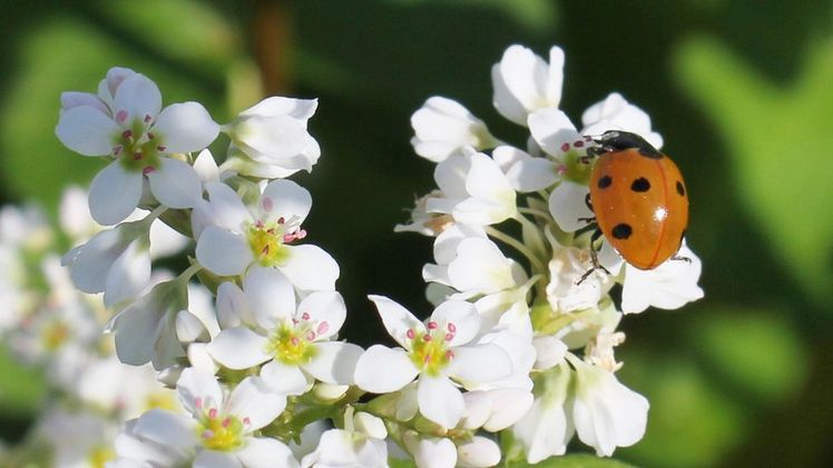 Das vor vier Jahren in Baden-Württemberg gestartete Sonderprogramm zur Stärkung der biologischen Vielfalt ist und bleibt bundesweit einmalig. Bild: Dr. Simone Graeff-Hönninger.