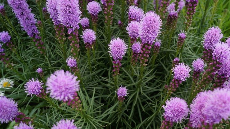 Die Prachtscharten (Liatris) könnten diese Liste noch ergänzen. Bild: GABOT.
