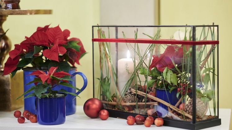 In punkto Vielfalt, Wandelbarkeit und dekorative Möglichkeiten kann dem Weihnachtsstern keine andere winterblühende Pflanze das Wasser reichen. Bild: SfE.