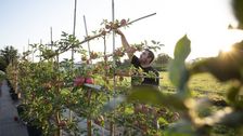 Obstgehölze sicher beraten: Neues Tagesseminar der Pflanzenschule. Bild: Baumschule Reinhardt. 