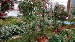 Bechtel: Langjährig kultivierte Fuchsien in guter Qualität brachten Blumen-Bechtel einen Ehrenpreis ein.