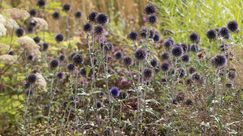 Herbstzauber: Das warme Sonnenlicht lässt die verblühenden Kugeldisteln (Echinops ritro ‚Veitch’s Blue‘) noch einmal aufleuchten. Selbst im komplett trockenen Zustand sind sie noch eine Zierde. Bild: GMH/Andre Stade.