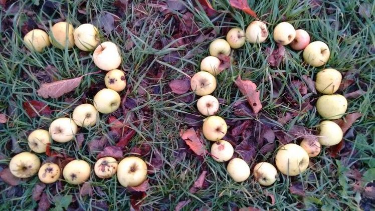 Der 20. Landesweite Streuobsttag Baden-Württemberg findet am 18. April 2026 an der Universität Hohenheim und online statt. Bild: Hochstamm Deutschland e.V.