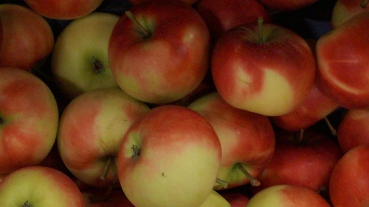 In Nordrhein-Westfalen werden auf 2.050 Hektar Äpfel angebaut. Bild: GABOT.