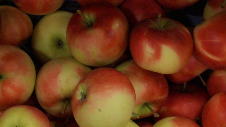 Trotz der sehr niedrigen Ernteerwartungen bleiben Äpfel das mit Abstand am meisten geerntete Baumobst in Deutschland. Bild: GABOT.