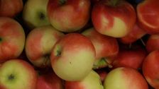 Die geschätzte Erntemenge bei Mostäpfeln liegt in der Schweiz 7% über dem Vorjahreswert. Bild: GABOT.