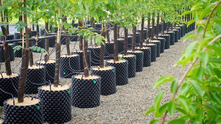 Natürliche gesunde Wurzelstruktur von Bäumen ist der Schlüssel zu einer besseren CO2-Aufnahme. Bild: Caledonian Tree Company Ltd. 