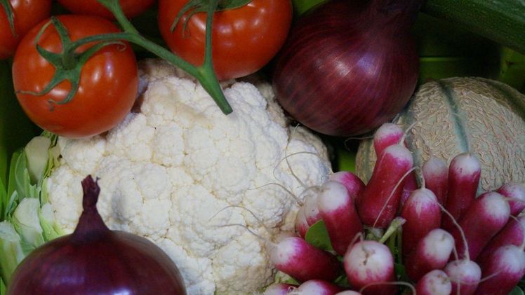 In MV wirtschaften derzeit rund 56 Betriebe im Gemüsebau auf einer Fläche von 2.241 Hektar (40 ha/Betrieb). Bild: GABOT.