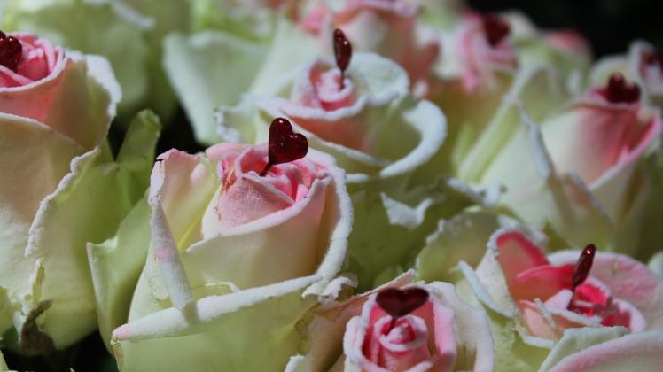 Fdf Valentinstag 2020 Erzielte Gute Ergebnisse Gabot De