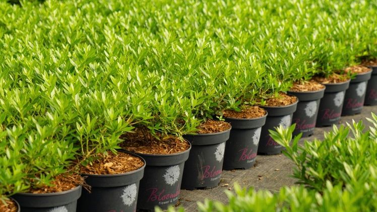 Auch alle INKARHO®-Rhododendren gehören zum Gerstenkorn-Sortiment. Bild: Baumschule Gerstenkorn.