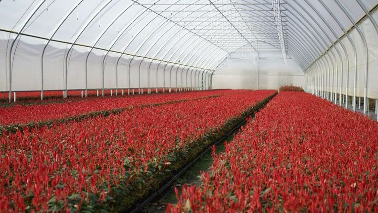 Der Austrieb der Photinia Devil´ Dream im Folientunnel. Bild: Devil´s Dream.