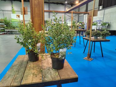 Escallonia Trulli® 'Ilvotrul'. Bild: © Florall.
