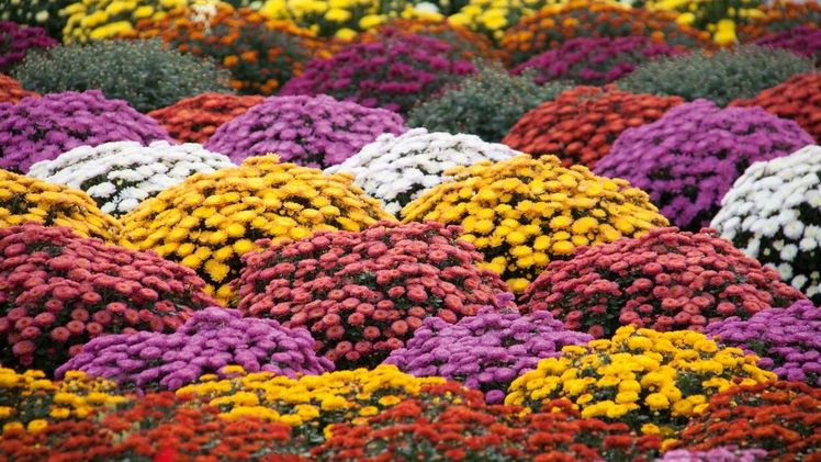 Highlight auf dem Salon du Végétal wird das neue Chrysanthemen Sortiment sein. Bild: Selecta One.