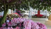 Impression von der Blumenhalle der BUGA 2023. Bild: Deutsche Bundesgartenschau-Gesellschaft mbH (DBG).