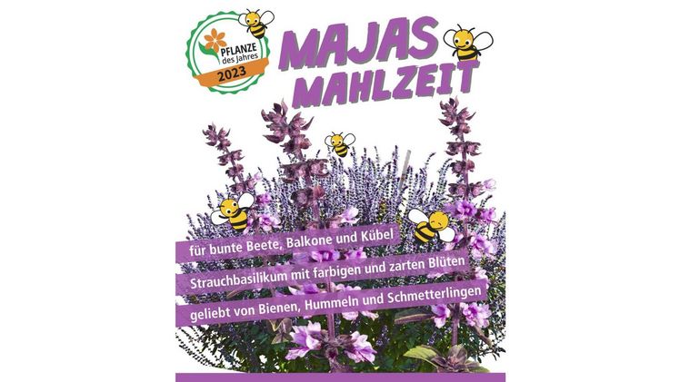 Bienenfreundliche Pflanze des Jahres 2023: Majas Mahlzeit. Bild: Gartenbauverband Berlin-Brandenburg e.V. 