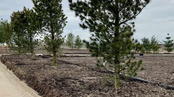 Das Arboretum wurde kürzlich unter anderem mit Schwarzkiefern und Pappeln bereichert. Bild: Floriade.
