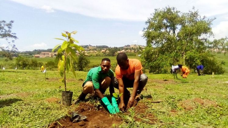 Royal Van Zanten pflanzt 2 Hektar Wald in Uganda und Südafrika an. Bild: Royal Van Zanten.