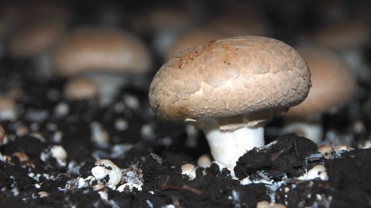 Pilze überzeugen nicht nur geschmacklich, sondern auch gesundheitlich. Bild: GABOT.