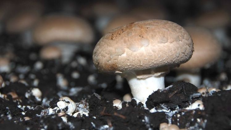 In Thüringen wurden rund 2.800 Tonnen Speisepilze erzeugt. Bild: GABOT.