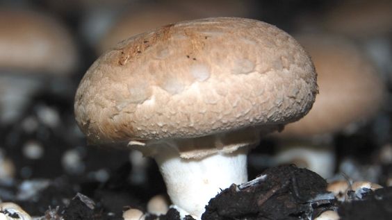 Die Pilzboxen enthalten alle wichtigen Zutaten für die eigene Champignonzucht. Bild: GABOT.