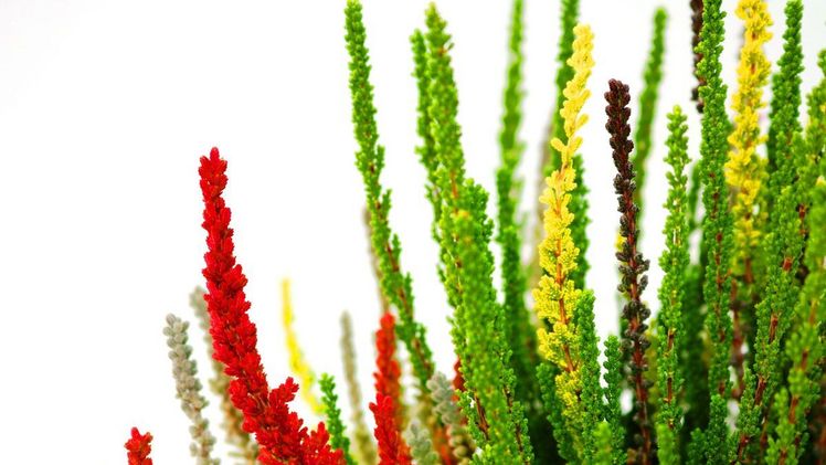 Calluna statt Kürbis zu Halloween. Bild: Lüers Pflanzenhandel.