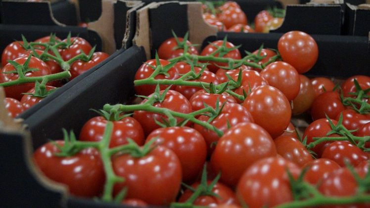 Mehr Sicherheit bei Bio-Importen aus Drittländern. Bild: GABOT.