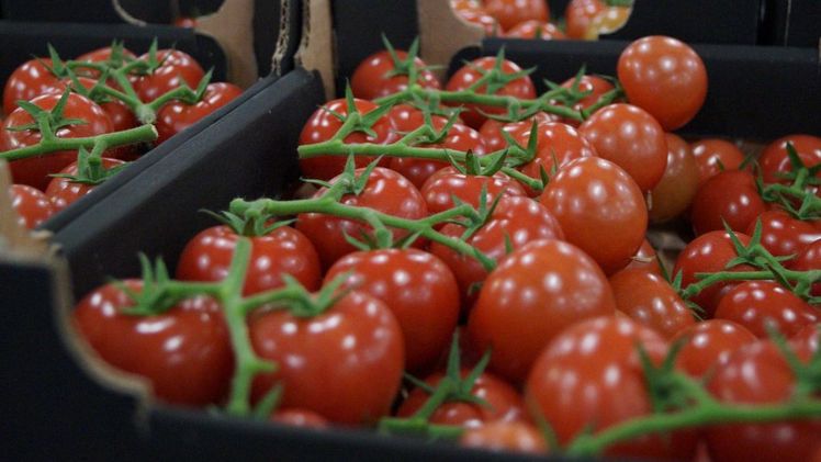 Tomaten werden in Österreich auf 202 ha angebaut. Bild: GABOT.