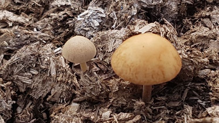 Pilze sprießen aus dem torfreduzierten Substrat. Bild: GABOT.