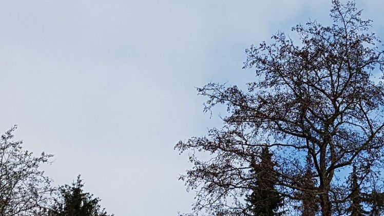 Die Larven des Goldafters haben ein breites Wirtsspektrum von rund vierzig Gehölzarten. Bild: GABOT.