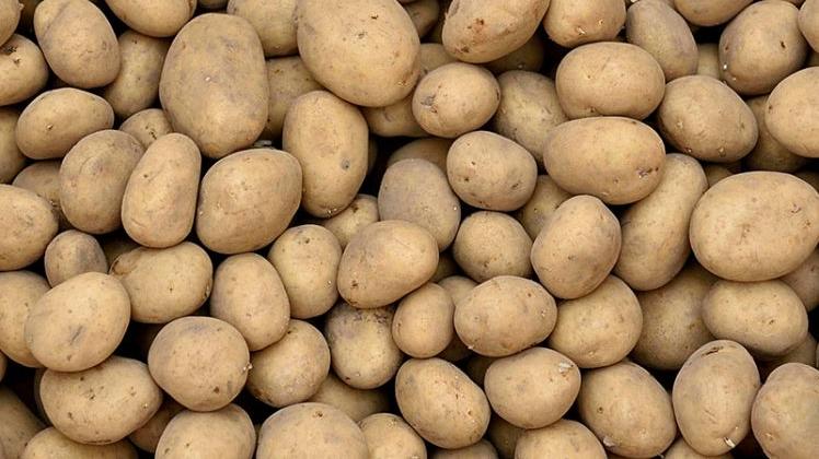 Notfallzulassung für FORCE EVO gegen Schnelllarvenkäfer an Kartoffeln. Bild: BVL.