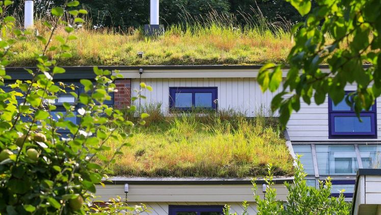 Haus- und Wohnungsbesitzer:innen erfahren in den Seminaren, wie sie ihr Haus durch Bepflanzung klimasicher machen können. Bild: Verbraucherzentrale NRW.