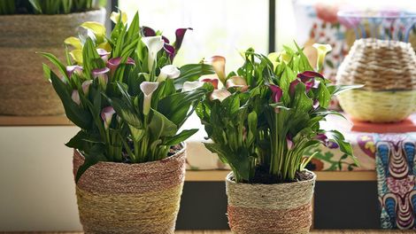 Calla ist die Zimmerpflanze des Monats Juni. Bild: Pflanzenfreude.de. 