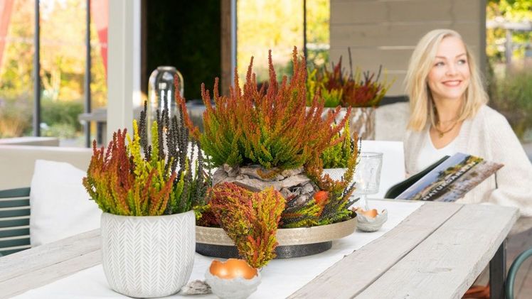 Die Sunset Fire-Kombinationen begeistern mit rot-orangenen, gelben, grünen, schwarzen oder silbernen Trieben, die an die Silhouette eines Feuers erinnern. Bild: Gardengirls.