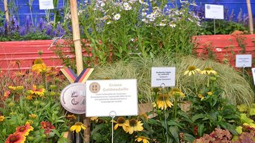 Die Große Goldmedaille der Deutschen-Bundesgartenschaugesellschaft für ein breit gefächertes Staudensortiment in herausragender Qualität erhält Gartenbau Rieckhoff aus Rogätz.