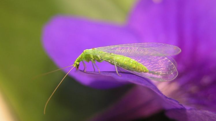 Eine Florfliegenlarve vertilgt einen Schädling. Bild: Gabriela Brändle, Agroscope.