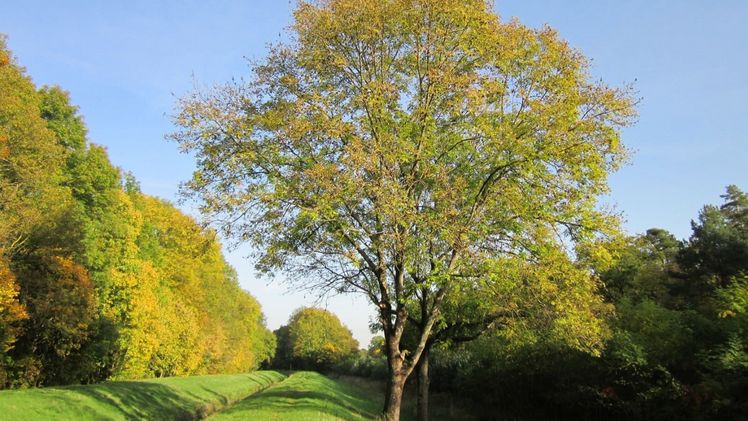 Seit den 1990er Jahren werden Gewöhnliche Eschen (Fraxinus excelsior) massiv von einem Pilz befallen, der zum Eschentriebsterben führt. Bild: © WikimediaImages auf Pixabay.