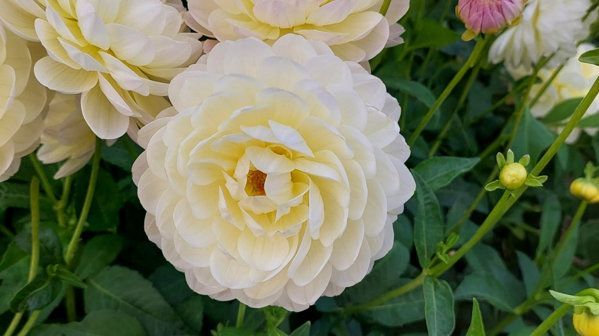 Dahlie 'Sandia Serenity'. Bild: © Bruno Nebelung GmbH/Kiepenkerl. 