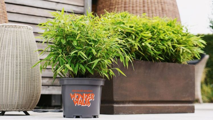 Bambus Wonderwalls – robust und widerstandsfähig. Bild: Heinje.