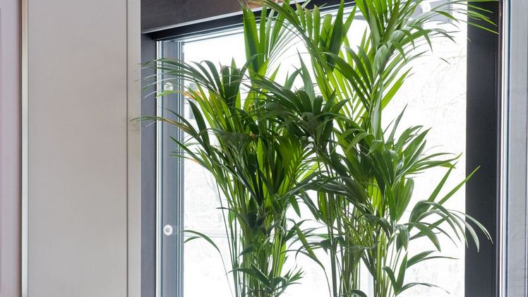 Edle Erscheinung: Kenita-Palmen (Howea forsteriana) sind pflegeleicht und damit ideale Zimmerpflanzen auch für Einsteiger. Dabei kommen die Pazifik-Schönheiten sogar mit wenig Licht aus. Bild: GMH.