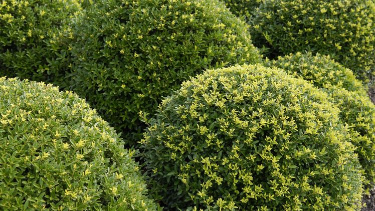 Ilex crenata 'Blondie'. Bild: Baumschule Martens. 