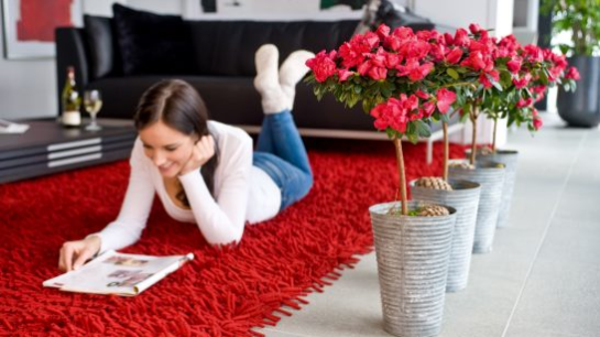 Bezaubernde Blüten: Zimmer-Azaleen bringen Farbe in die Wohnung und sorgen für ein besonderes Flair – ob auf der Fensterbank oder als Hochstämmchen in edlen Gefäßen zur Wohnraumgestaltung. Rote Blüten lassen schon einen Hauch vorweihnachtlicher Atmosphäre aufkommen. Bild: GMH.