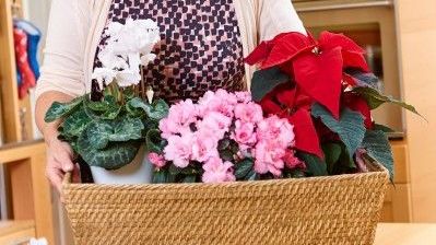 Im Winter verschönern farbenfrohe Winterblüher wie Alpenveilchen, Azaleen und Weihnachtssterne das Interieur und sorgen für Behaglichkeit und gute Stimmung. Bild: GMH