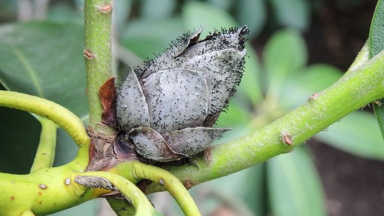 Auch das Knospensterben an Rhododendron wird in einem der Online-Vorträge behandelt. Bild: Thomas Lohrer.
