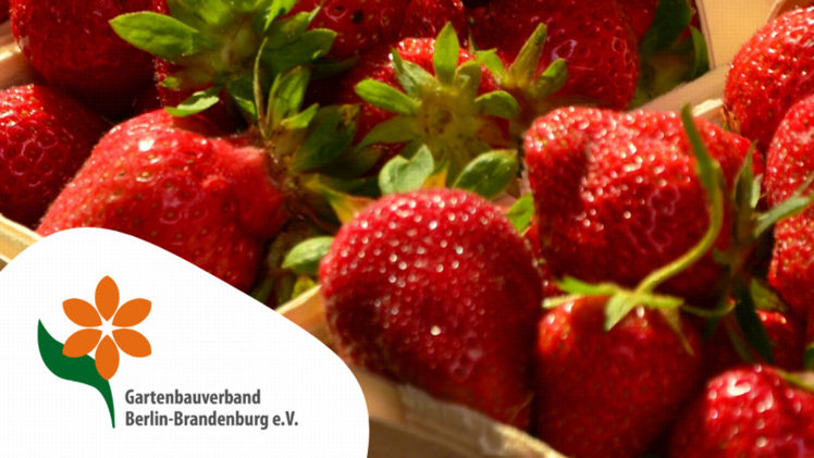 Frischer Genuss aus der Region. Bild: Gartenbauverband Berlin-Brandenburg.