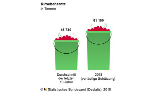Sehr hohe Kirschenernte im Jahr 2018 erwartet. Grafik: Destatis.